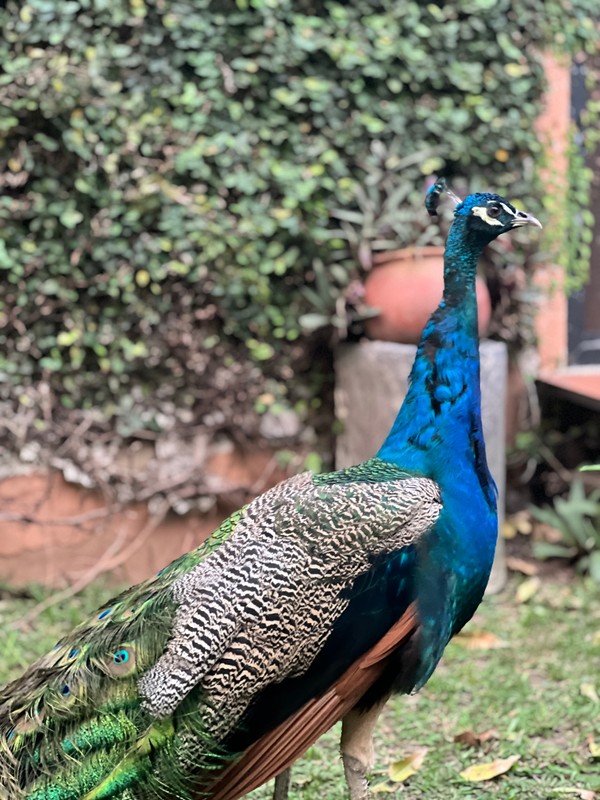 peacock