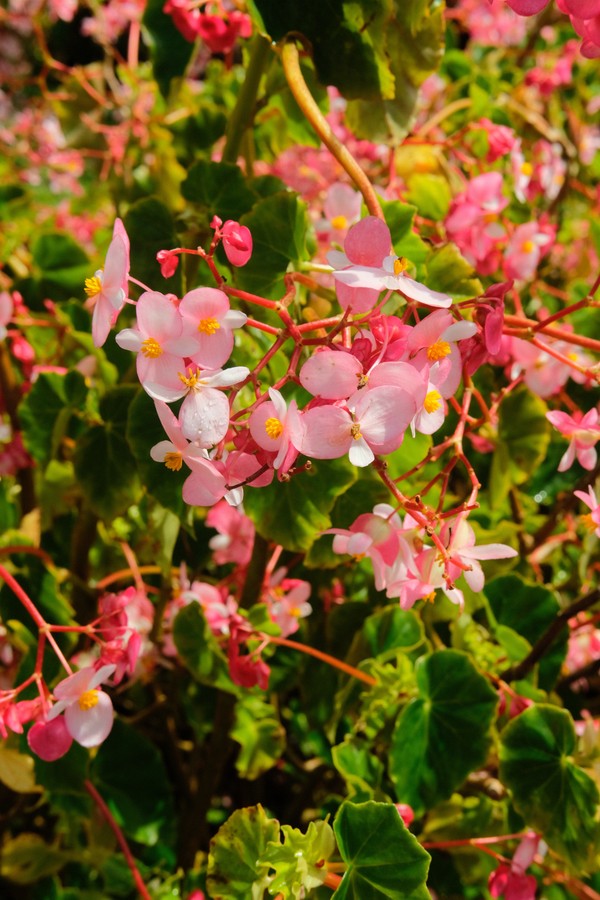 flowers_one