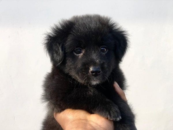 lexie_as_a_pup