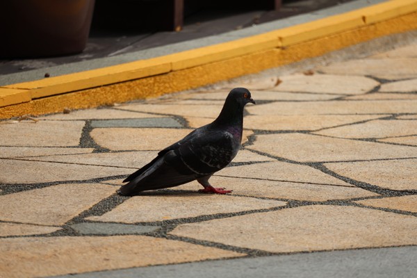 A pigeon