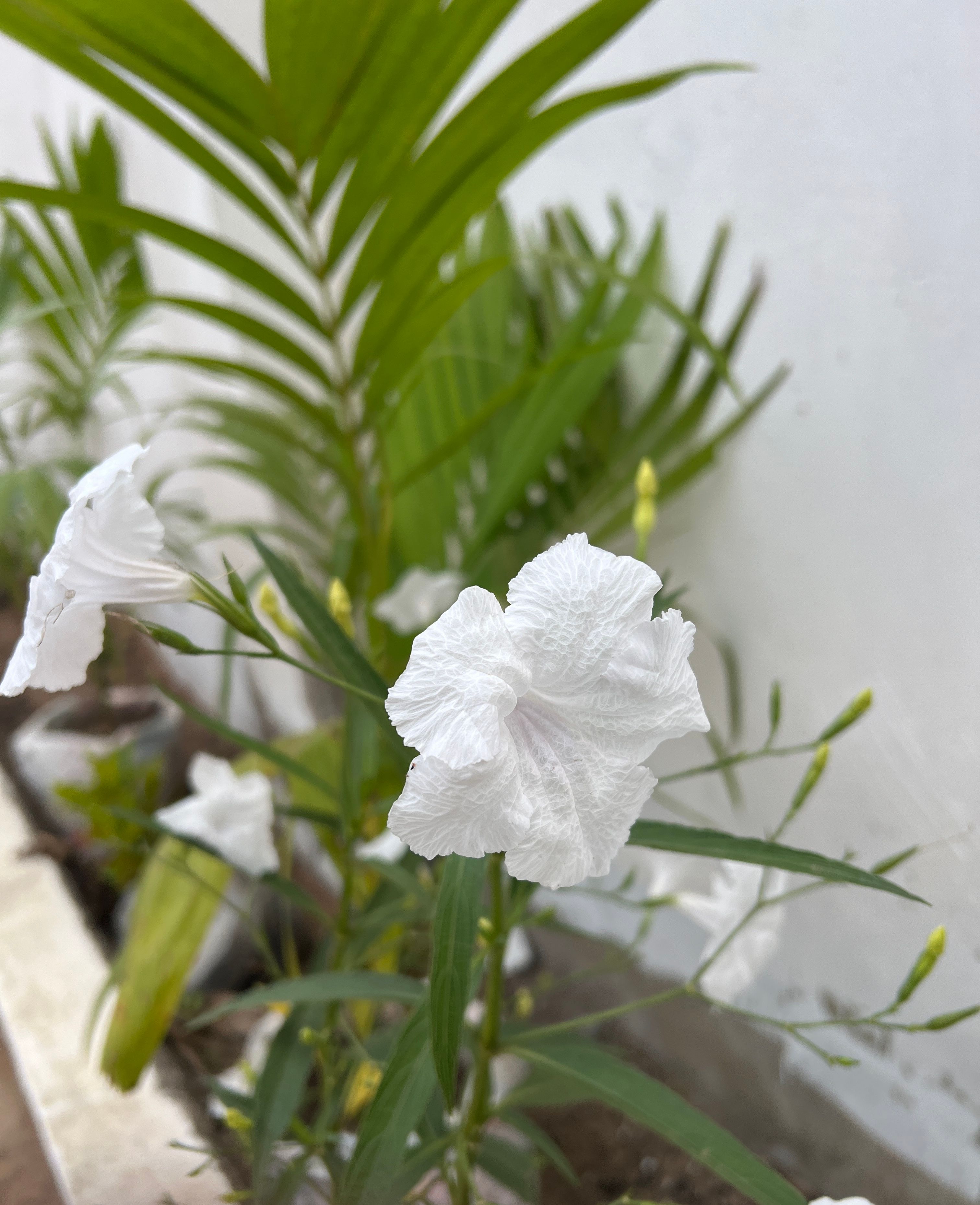 White Mexican Petunia